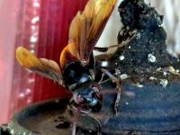 post-146250-0-74912400-1421667594_thumb.