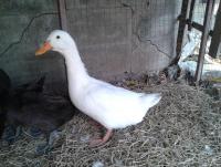 post-154309-0-01916500-1422720480_thumb.