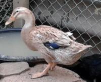 post-154309-0-15644000-1422720324_thumb.