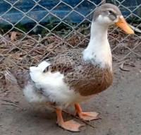 post-154309-0-37007500-1422720361_thumb.