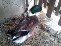 post-154309-0-94540900-1422720423_thumb.