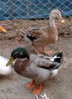 post-154309-0-96256500-1422720302_thumb.