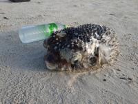 post-17753-0-01282300-1420681909_thumb.j