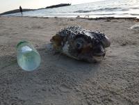 post-17753-0-19889700-1420681899_thumb.j