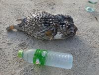 post-17753-0-85237400-1420681892_thumb.j