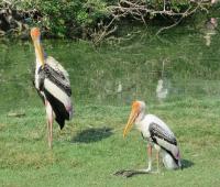 post-21581-0-10663500-1421837075_thumb.j