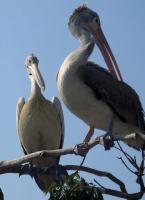 post-21581-0-20575900-1421636533_thumb.j