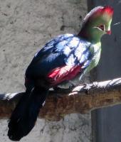 post-21581-0-70607900-1421801695_thumb.j