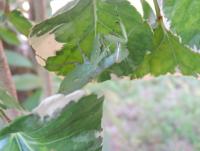 post-26396-0-09600900-1422083490_thumb.j