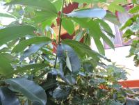 post-26396-0-40112200-1422083400_thumb.j