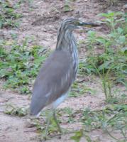 post-26396-0-53979000-1422083961_thumb.j