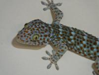 post-26396-0-60239700-1422083732_thumb.j