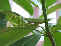 post-26396-0-78618800-1422083461_thumb.j