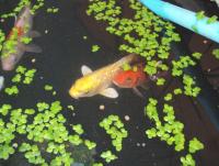 post-32351-0-29835500-1422725707_thumb.j