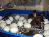 post-32351-0-55130900-1422725668_thumb.j