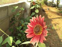 post-32351-0-63982200-1422725686_thumb.j