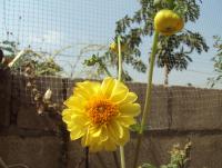 post-32351-0-76589900-1422730670_thumb.j