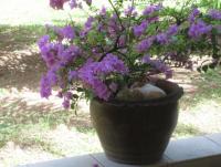 post-35489-0-86666000-1421070496_thumb.j