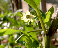 post-37242-0-44722000-1420562088_thumb.p