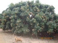 post-87221-0-74394400-1422426054_thumb.j