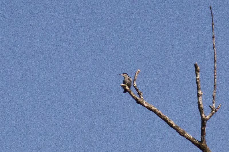 post-128422-0-66110800-1454248782_thumb.