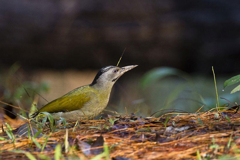 post-128422-0-69994300-1454249471_thumb.