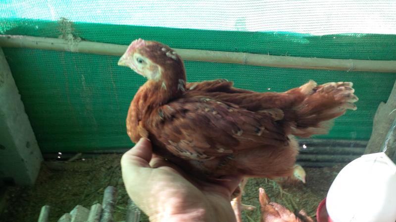 post-175342-0-10382700-1451962168_thumb.