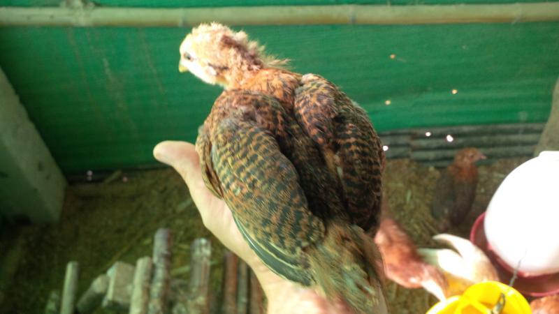 post-175342-0-63805700-1451962151_thumb.