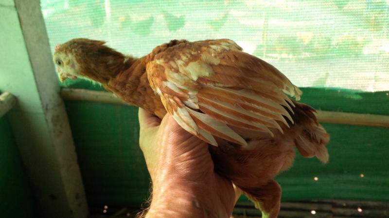 post-175342-0-81247900-1451962175_thumb.