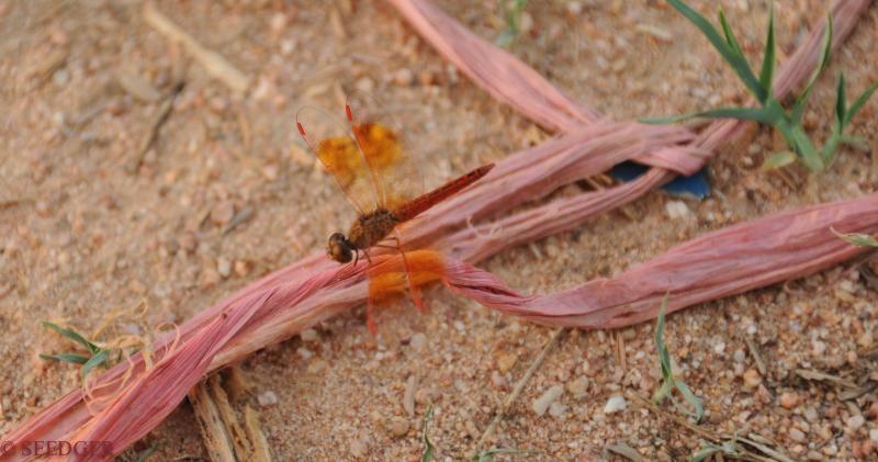 post-207691-0-61056200-1453673898_thumb.