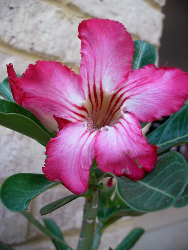 post-231841-0-96819500-1452218464_thumb.