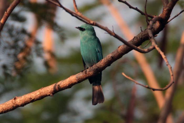 post-25665-0-04427500-1454036654_thumb.j