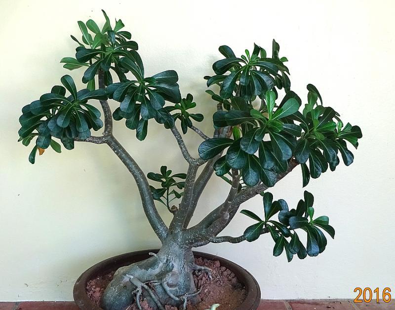 post-35489-0-81101800-1452236498_thumb.j