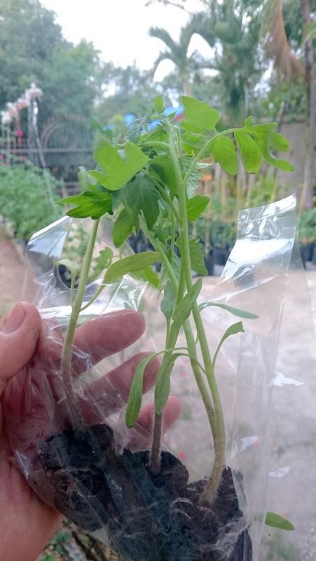 post-37242-0-15049800-1452182759_thumb.j