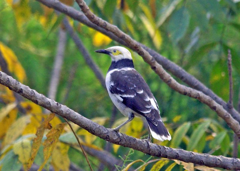 post-59731-0-20753700-1452312302_thumb.j