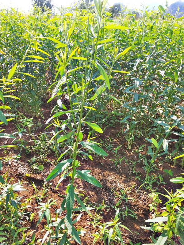 post-68260-0-20835500-1453865856_thumb.j