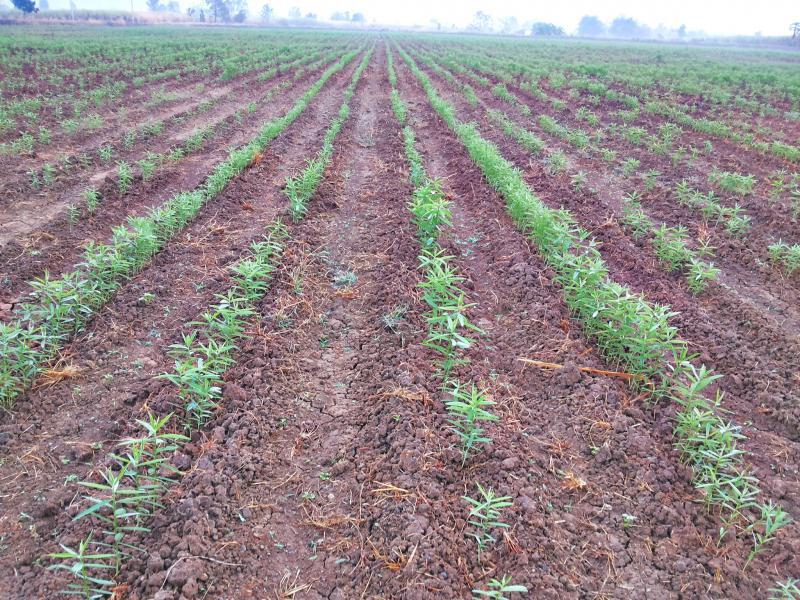 post-68260-0-46623700-1452387151_thumb.j