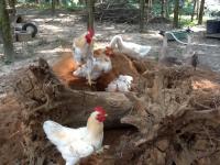 post-104736-0-30207000-1360502375_thumb.