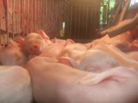 post-126208-0-03411500-1361596996_thumb.