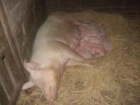 post-126208-0-05152100-1361596998_thumb.