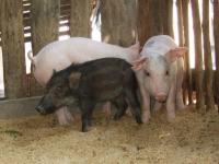 post-126208-0-07726800-1361544120_thumb.