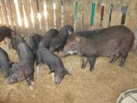 post-126208-0-13709100-1361544123_thumb.