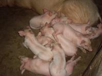 post-126208-0-13818600-1360389623_thumb.