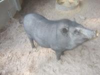 post-126208-0-15242800-1361543962_thumb.