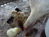 post-126208-0-20110700-1360389628_thumb.