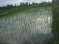 post-126208-0-36528400-1360389618_thumb.