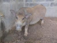 post-126208-0-40029400-1361543961_thumb.