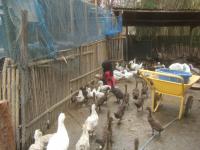 post-126208-0-47314400-1360608796_thumb.