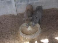 post-126208-0-51210600-1361543960_thumb.