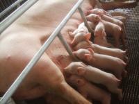 post-126208-0-55402200-1360389621_thumb.